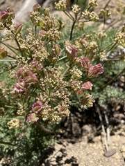 Cymopterus terebinthinus