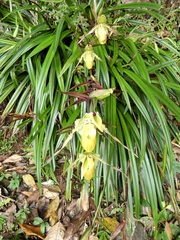 Phragmipedium longifolium