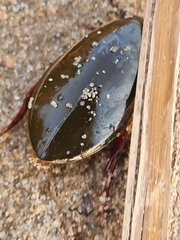 Cybister lateralimarginalis