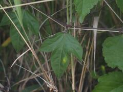 Passiflora suberosa