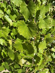 Vitis rotundifolia