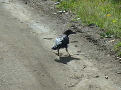 Corvus corone orientalis