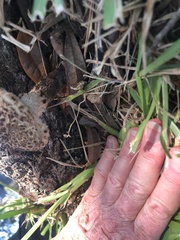 Strobilomyces strobilaceus image