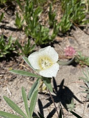Calochortus subalpinus