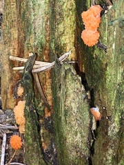 Tubifera ferruginosa