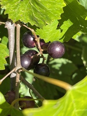Vitis rotundifolia