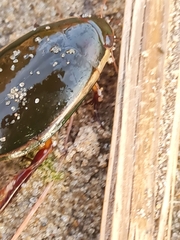 Cybister lateralimarginalis