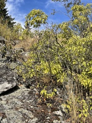 Philadelphus lewisii