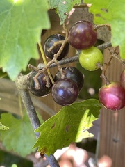 Vitis rotundifolia