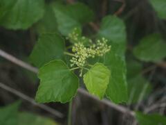 Ampelopsis glandulosa hancei