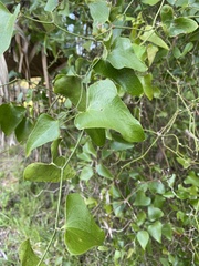 Smilax