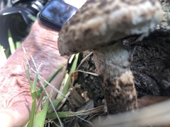 Strobilomyces strobilaceus image