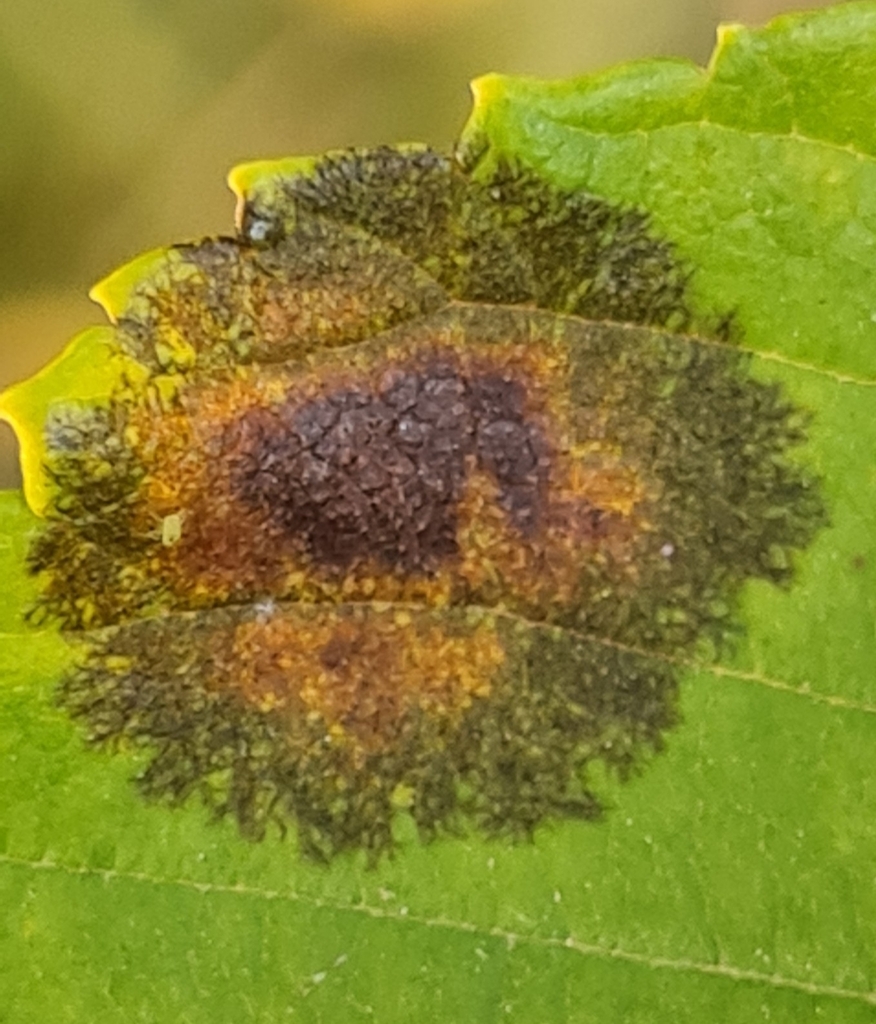 Asteroma inconspicuum