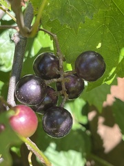 Vitis rotundifolia