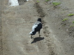 Corvus corone orientalis