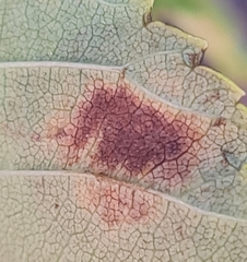 Asteroma inconspicuum