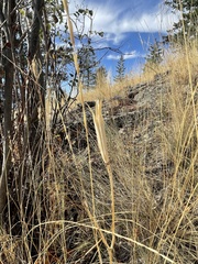 Calochortus macrocarpus
