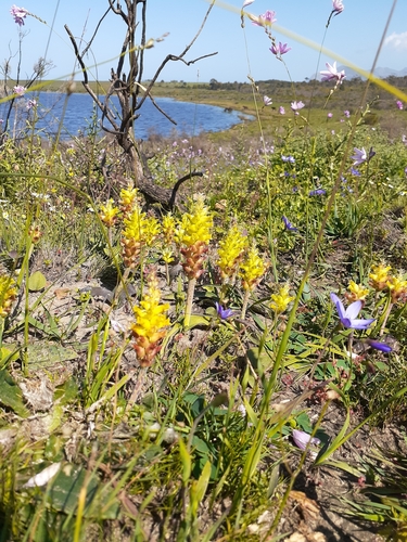 Image of Lachenalia lutea by (c) magriet b, some rights reserved (CC BY-SA)