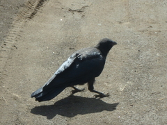 Corvus corone orientalis