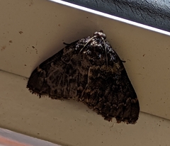 Erebidae