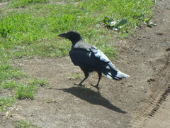 Corvus corone orientalis