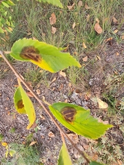 Asteroma inconspicuum