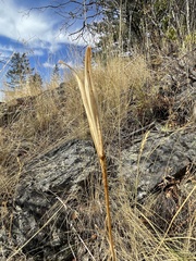 Calochortus macrocarpus