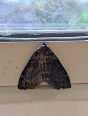 Erebidae