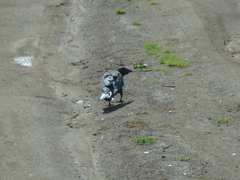 Corvus corone orientalis