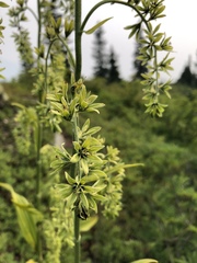 Veratrum viride