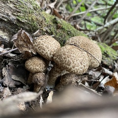 Lacrymaria echiniceps