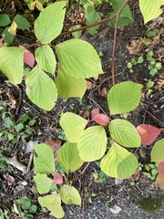 Cornus alternifolia