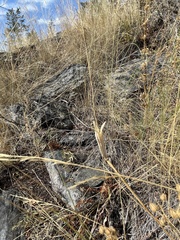 Calochortus macrocarpus