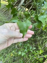 Smilax