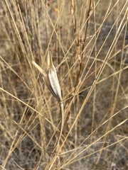 Calochortus macrocarpus
