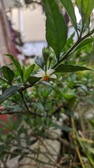 Solanum pseudocapsicum