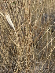 Calochortus macrocarpus