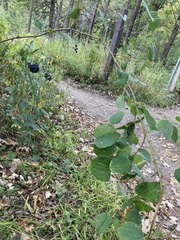Smilax lasioneura