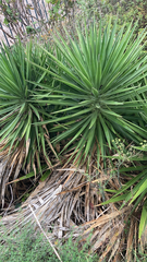Yucca aloifolia