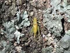 Cyrtoxipha columbiana