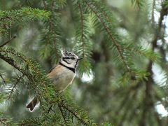Lophophanes cristatus