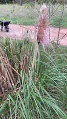 Cortaderia jubata
