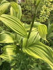 Veratrum viride