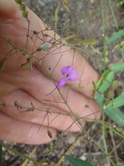 Desmodium retinens
