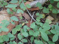 Desmodium retinens