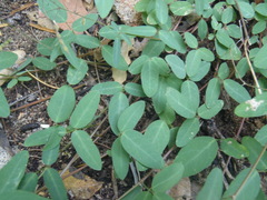 Desmodium retinens