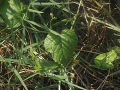 Passiflora vesicaria