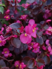 Begonia semperflorens-cultorum