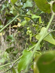 Smilax