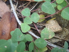 Desmodium retinens